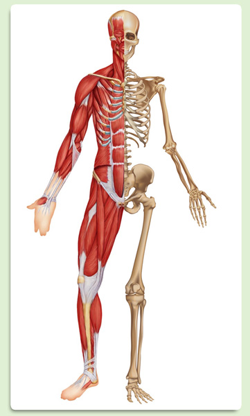 wat is osteopathie - parietaal aspect - Wat is Osteopathie